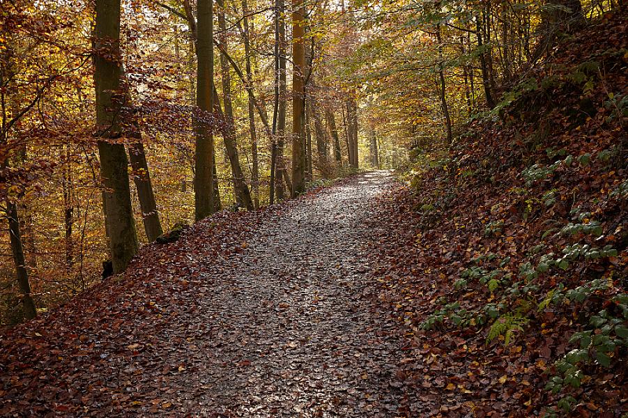 0308_Wupper_wandern_03.11.2024