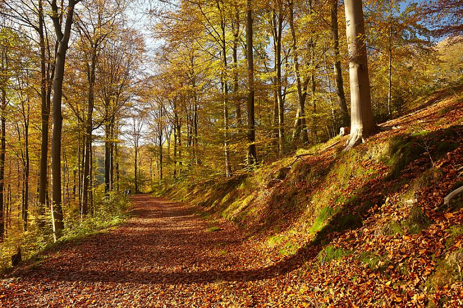 1108_Wupper_wandern_03.11.2024